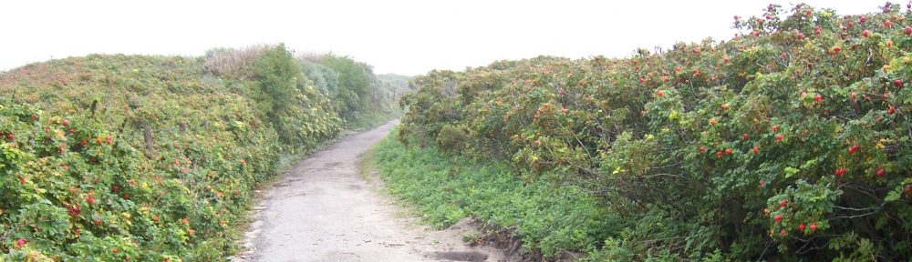 The Canadian-American Theological Association