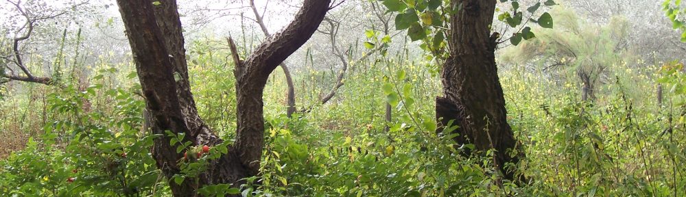 The Canadian-American Theological Association